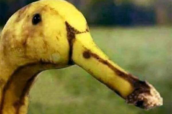Banane, die eine gewisse Ähnlichkeit mit einer Gans hat