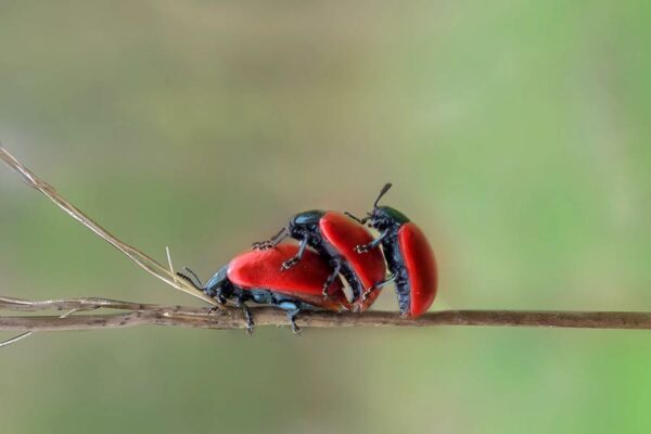 Drei rote Käfer auf einem Zweig beim Liebesspiel