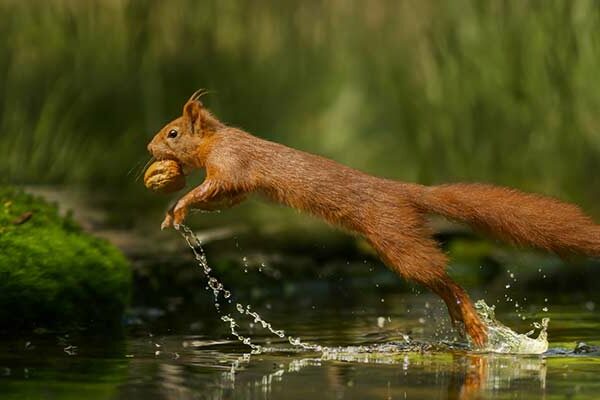Eichhörnchen mit Nuss in der Schnute springt über einen Bach